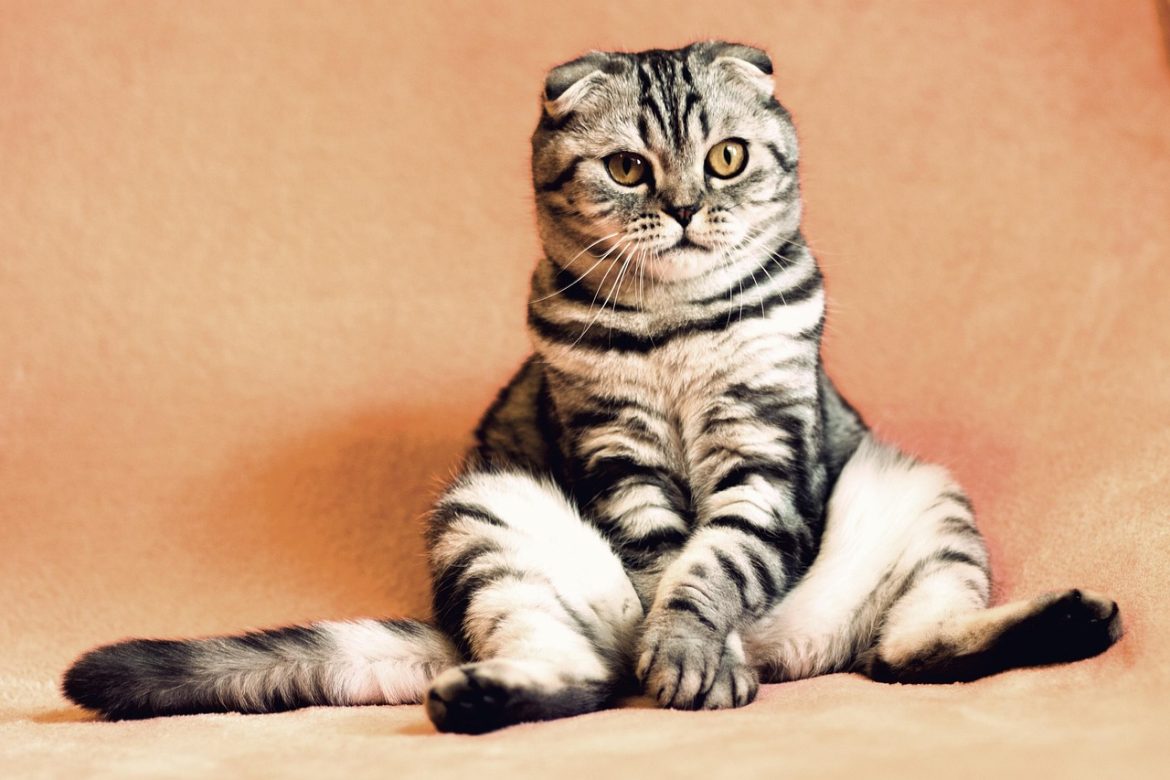 Kitten Love: Surviving the First Night