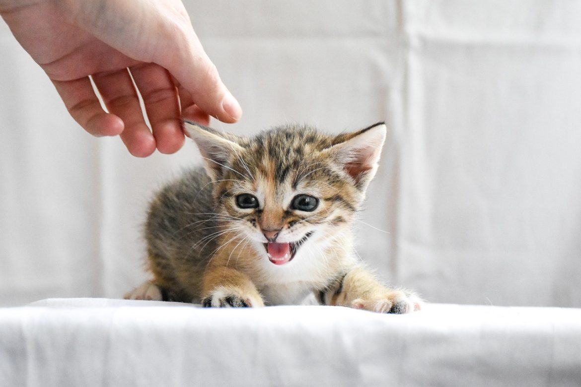 Safe Options for Kitten Flea Treatment: Protect Your Feline Friend with Peace of Mind