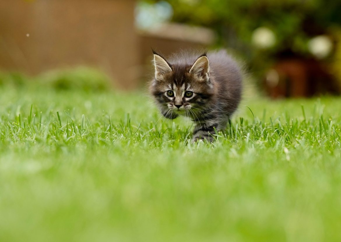 Common Mistakes: New Kitten Owners Make And How To Avoid Them