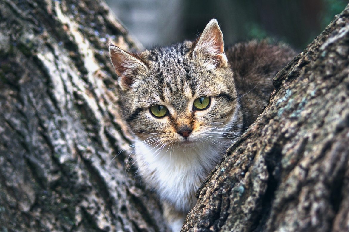 Expert Tips for Safely Trimming Kitten Nails