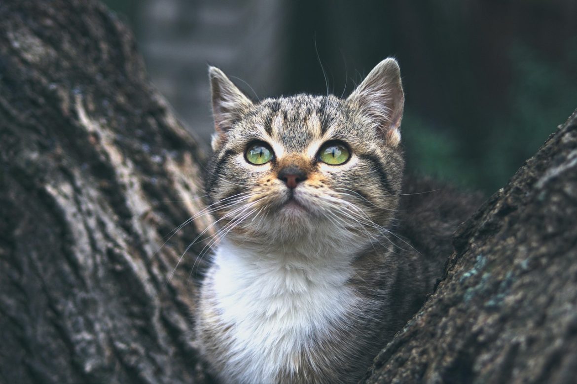 Creating the Purrrfect Space for Your New Feline Friend