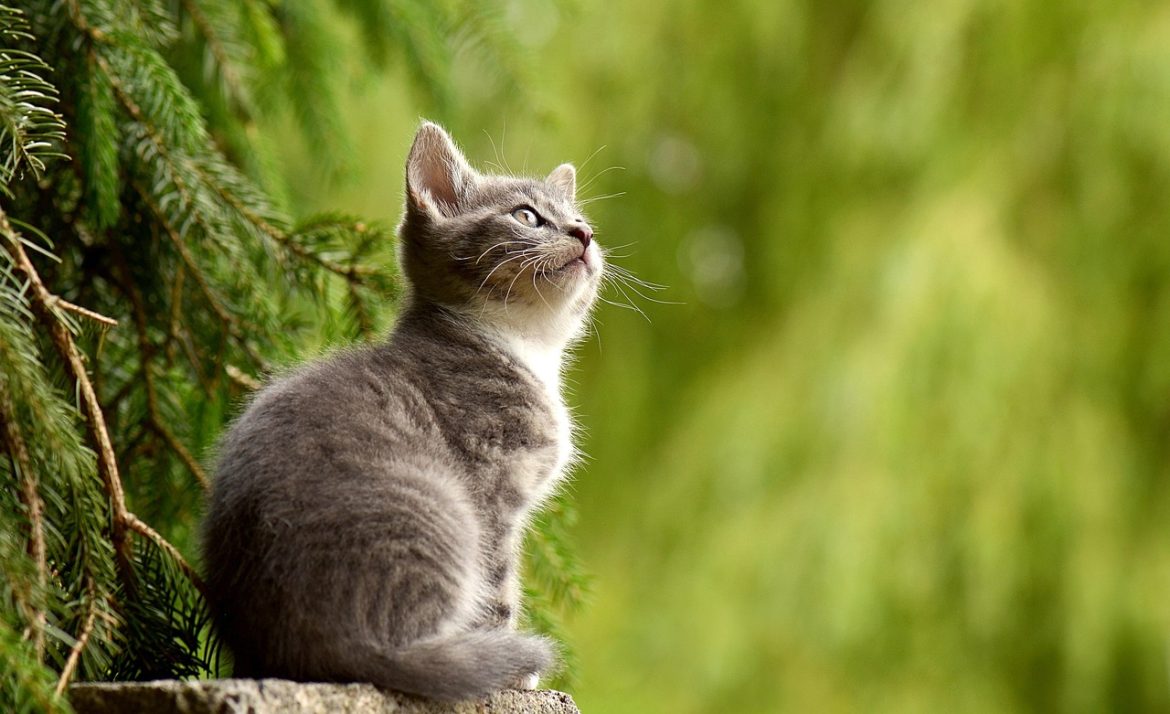 Top Hygiene Tips for New Kitten Owners