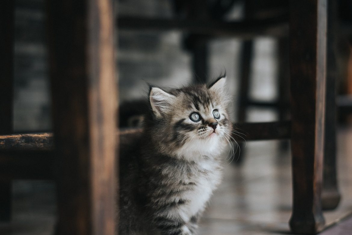 Trouble Paws: Identifying and Solving Common Kitten Health Issues